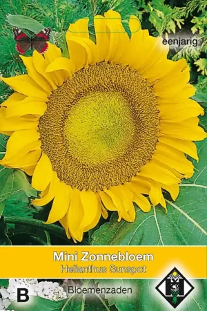 Helianthus a. Sunspot | Speciale aanbieding