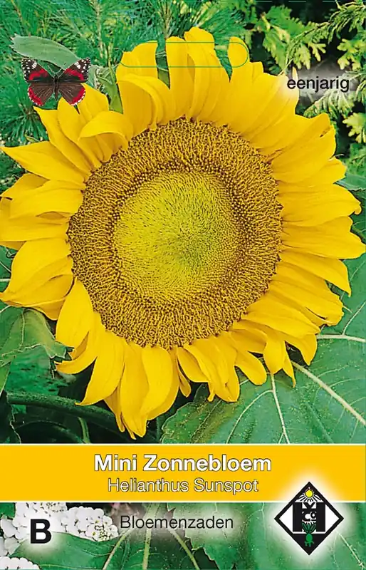 Helianthus a. Sunspot | Speciale aanbieding