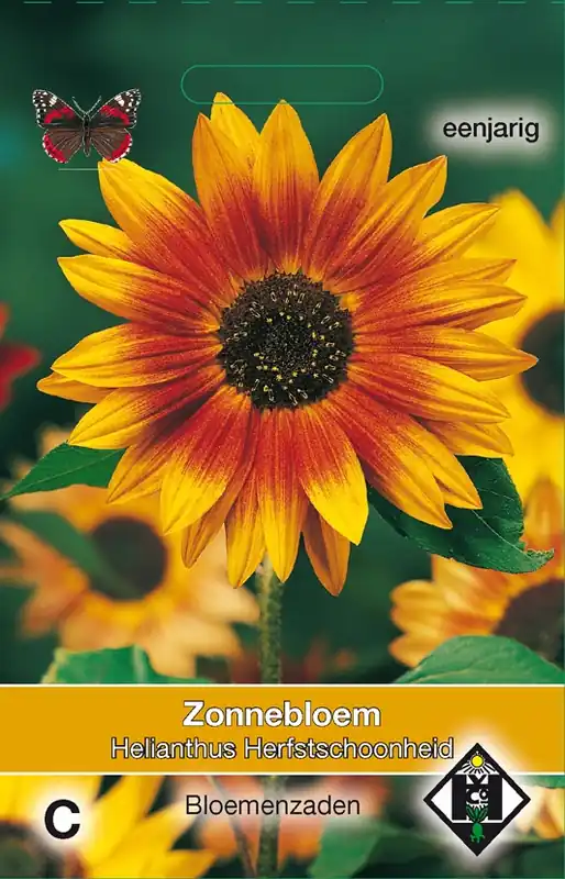 Shop nu | Helianthus a. Herfstschoonheid