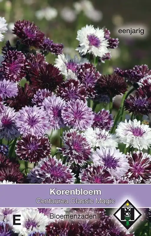 Alleen deze week - Centaurea Classic Magic