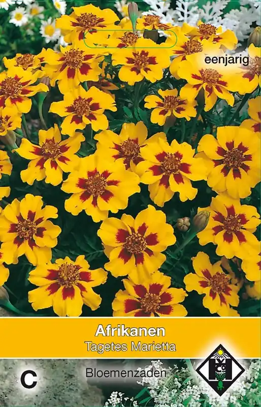 Tagetes patula nana Marietta | Aanbieding