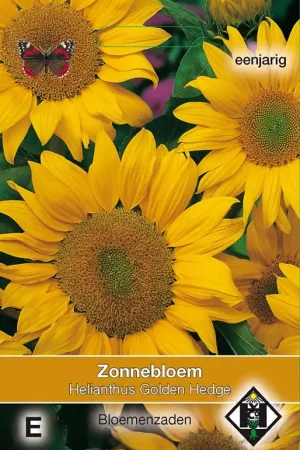 Zeer goed beoordeeld - Helianthus a. Golden Hedge