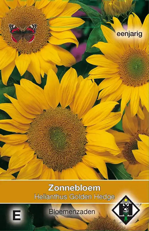 Zeer goed beoordeeld - Helianthus a. Golden Hedge