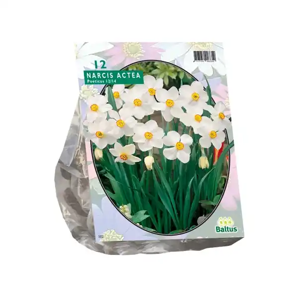 Narcis Actea | Nieuwe release