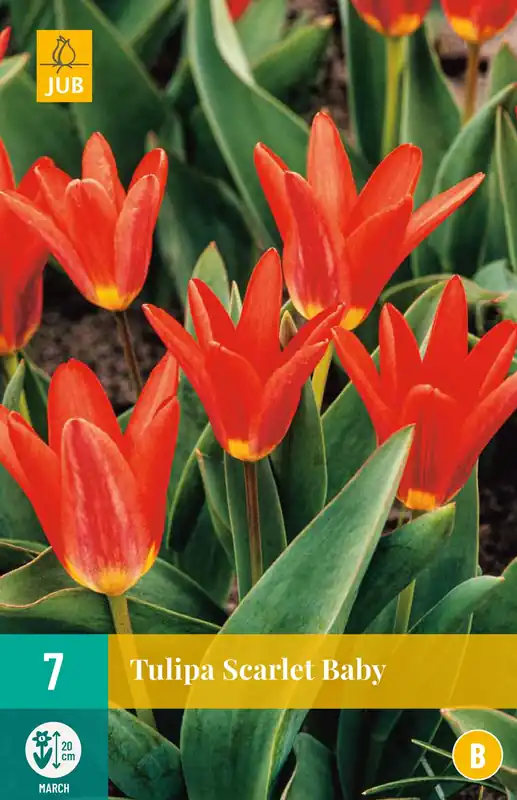 Nu beschikbaar | Tulipa Scarlet Baby
