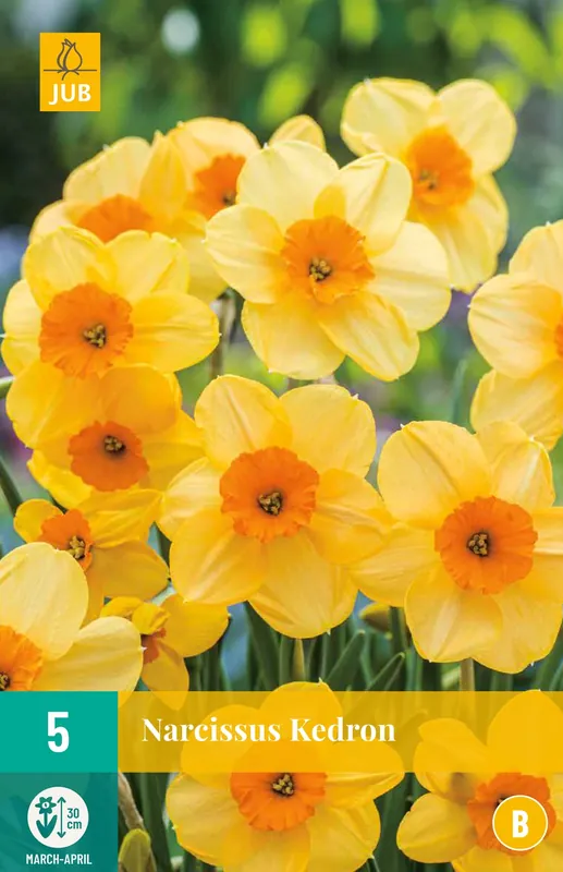 Narcissus Kedron | Laatste stuks