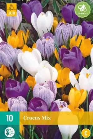 Crocus grootbloemig Mi - Premiumkwaliteit