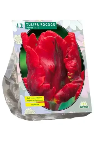 Tulipa Rococo Parrot, Parkiet | Eenvoudig retourneren