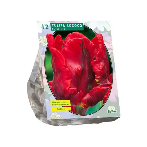 Tulipa Rococo Parrot, Parkiet | Eenvoudig retourneren