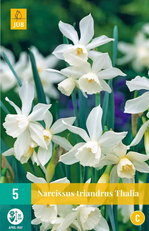 Nieuw binnen | Narcissus triandrus Thalia