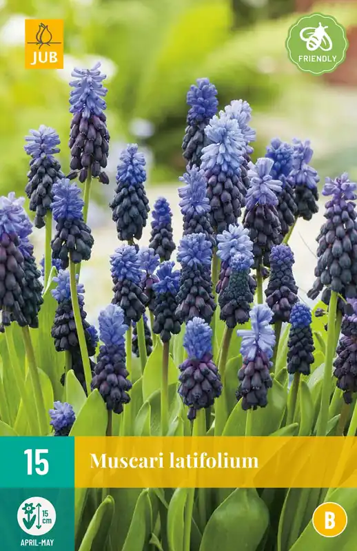 Muscari latifolium - Korting