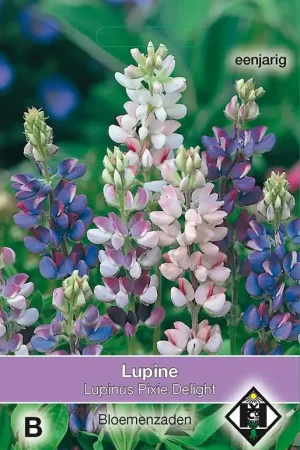 Hoog gewaardeerd | Lupinus hartwegii Pixie Delight