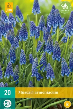 Veilige betaling - Muscari armeniacum