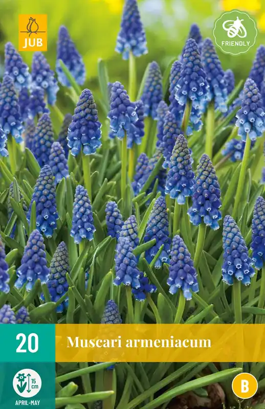 Veilige betaling - Muscari armeniacum