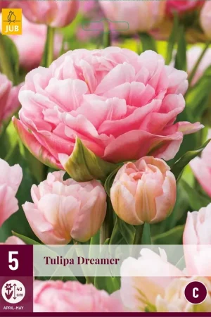 Tulipa Dreamer - Slechts tijdelijk