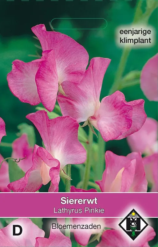 Shop nu - Lathyrus odoratus Pinkie