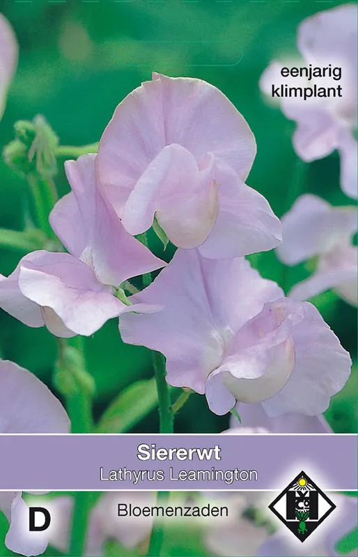 Snelle levering - Lathyrus odoratus Leamington