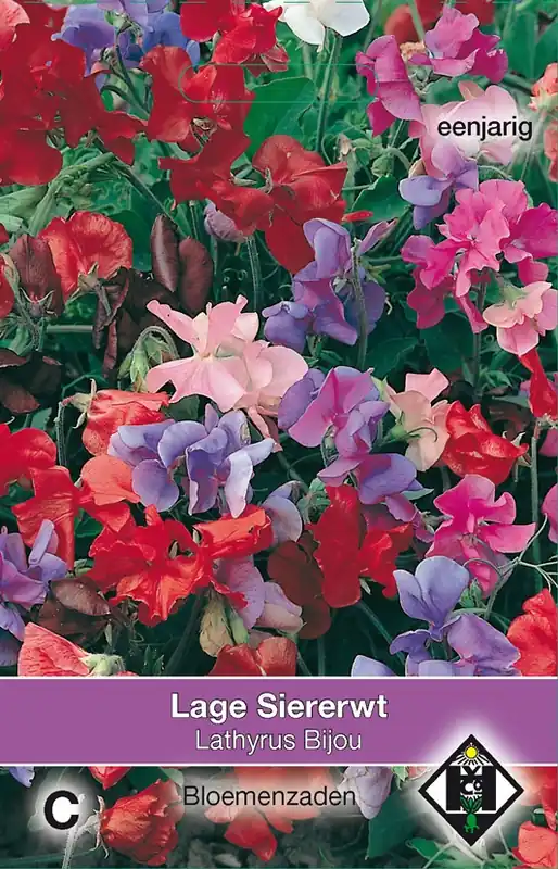 Verlaagde prijs | Lathyrus odoratus Bijou