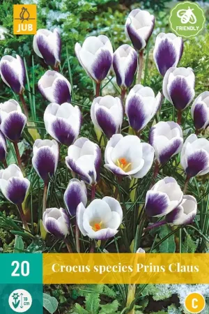 Crocus Prins Claus - Populair bij klanten