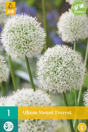 Allium Mount Everest | Bestel nu