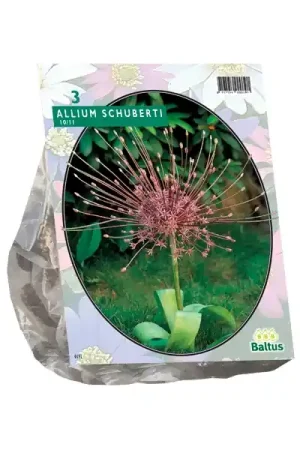 Bestseller | Allium Schuberti