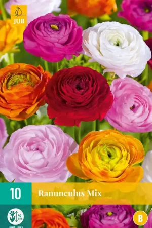 Aanrader - Ranunculus Mix