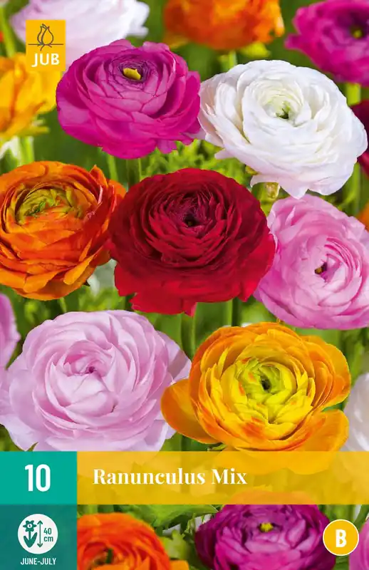 Aanrader - Ranunculus Mix
