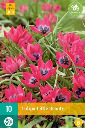 Veel gekozen - Tulipa Little Beauty