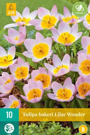 Tulipa bakeri Lilac Wonder - Klaar voor verzending