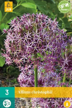 Allium christophii | Voordeelprijs
