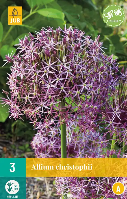 Allium christophii | Voordeelprijs