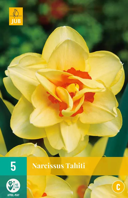 Narcissus Tahiti | Beperkte voorraad