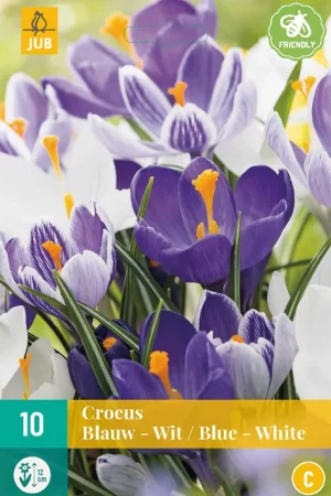 Voordelig - Crocus Blauw-Wit