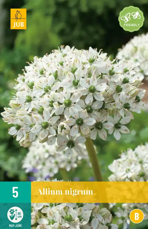 Sale - Allium nigrum