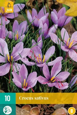 Bespaar meer | Crocus sativus