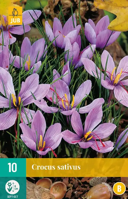 Bespaar meer | Crocus sativus