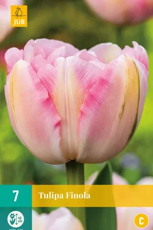 Veilig winkelen | Tulipa Finola