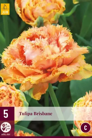 Tulipa Brisbane | Tijdelijke aanbieding