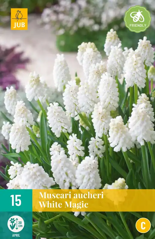Klantfavoriet - Muscari White magic