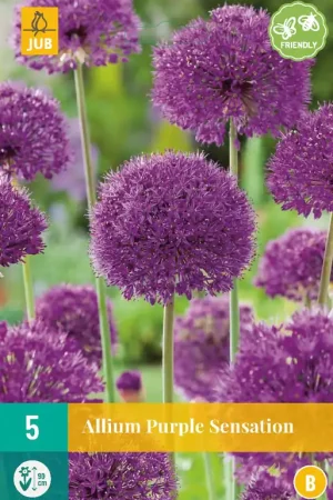 Rechtstreeks van de fabrikant - Allium Purple Sensation