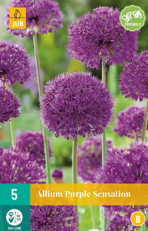 Rechtstreeks van de fabrikant - Allium Purple Sensation