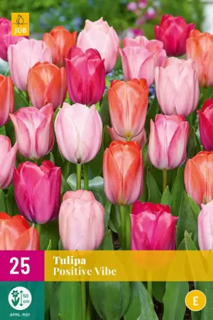 Tulipa Positive Vibe | Bestseller