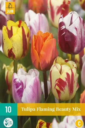 Tulipa Flaming Beauty Mix - Pak je kans