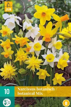 Narcissus Botanisch Mix | Aanrader