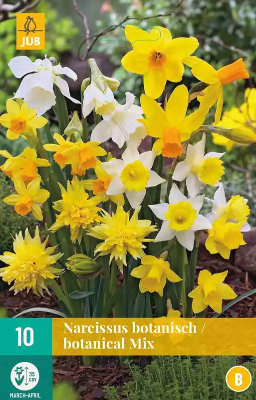 Narcissus Botanisch Mix | Aanrader