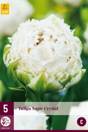 Direct van de fabrikant - Tulipa Snow Crystal