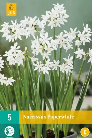 Flitsaanbieding - Narcissus Paperwhite
