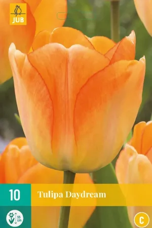 Koopje | Tulipa Daydream