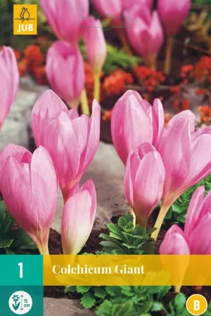 Speciale aanbieding | Colchicum Giant