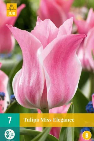 Bestelbaar - Tulipa Miss Elegance